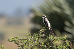 Lanius excubitoroides