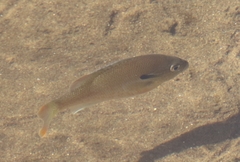 Lepomis auritus