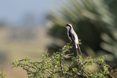 Lanius excubitoroides