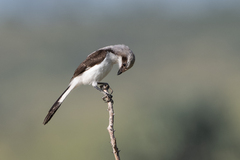 Lanius excubitoroides