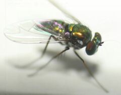 Condylostylus armipes