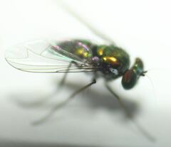 Condylostylus armipes