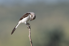 Lanius excubitoroides