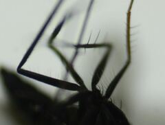 Condylostylus armipes