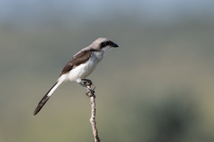 Lanius excubitoroides