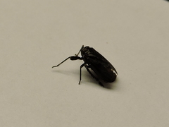 Phylloscelis atra