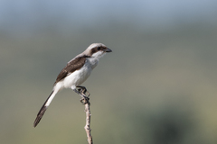 Lanius excubitoroides