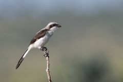 Lanius excubitoroides