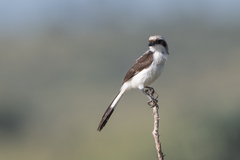 Lanius excubitoroides