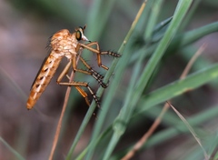 Diogmites angustipennis