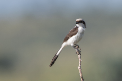 Lanius excubitoroides