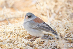 Junco hyemalis caniceps