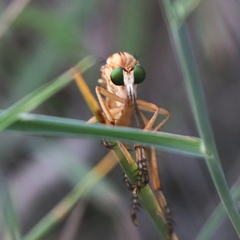 Diogmites angustipennis