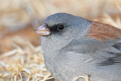 Junco hyemalis caniceps