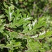 Quercus garryana breweri - Photo (c) Julie Ann Kierstead,  זכויות יוצרים חלקיות (CC BY-NC), הועלה על ידי Julie Ann Kierstead