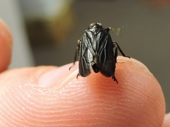 Phylloscelis atra