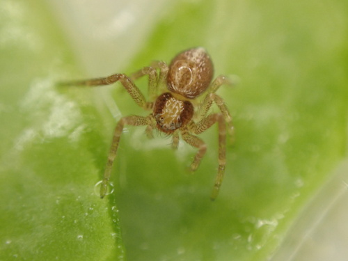 Nearctic White-striped Running Crab Spider photo 6