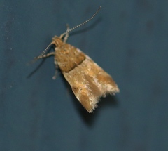 Theisoa constrictella