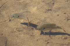 Lepomis auritus