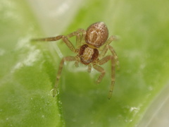 Philodromus rufus pacificus
