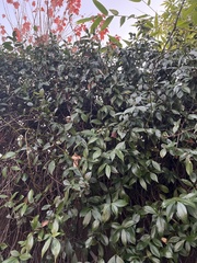 Laurus nobilis