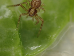 Philodromus rufus pacificus