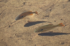 Lepomis auritus
