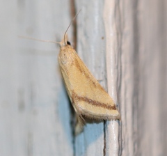 Microtheoris vibicalis