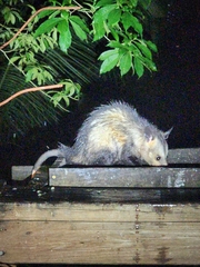 Didelphis marsupialis