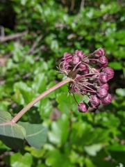 Asclepias cordifolia