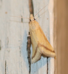 Microtheoris vibicalis