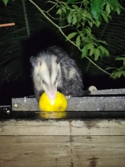 Didelphis marsupialis