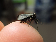 Phylloscelis atra