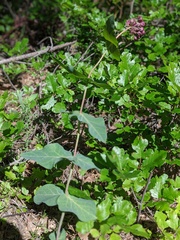 Asclepias cordifolia