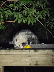 Didelphis marsupialis
