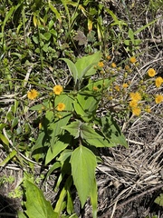 Munnozia