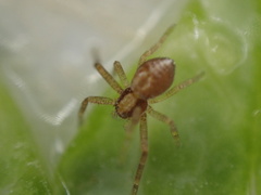 Philodromus rufus pacificus