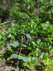 Asclepias cordifolia