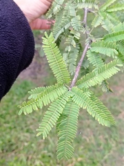 Prosopis laevigata