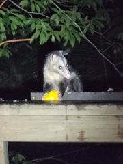 Didelphis marsupialis