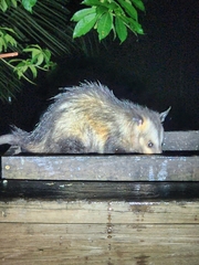 Didelphis marsupialis