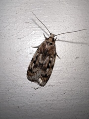 Barea exarcha