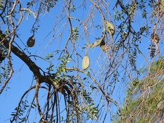 Aspidosperma quebracho-blanco