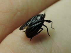 Phylloscelis atra