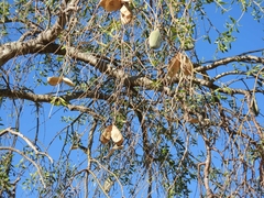 Aspidosperma quebracho-blanco