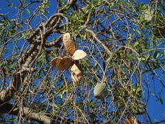 Aspidosperma quebracho-blanco