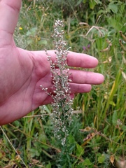 Artemisia ludoviciana