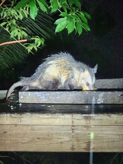 Didelphis marsupialis