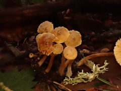Tubaria conspersa