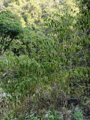 Buddleja asiatica